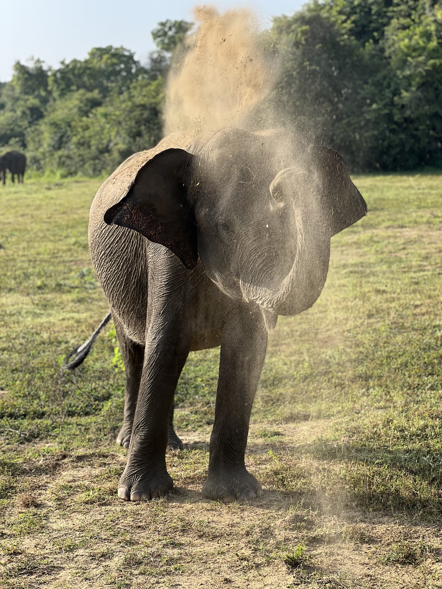 Elephants